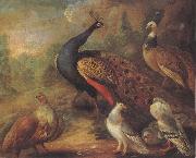 Marmaduke Cradock Peacock and Partridge oil painting reproduction